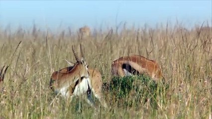 Cheetah - Fastest Running Animal - 1080 HD
