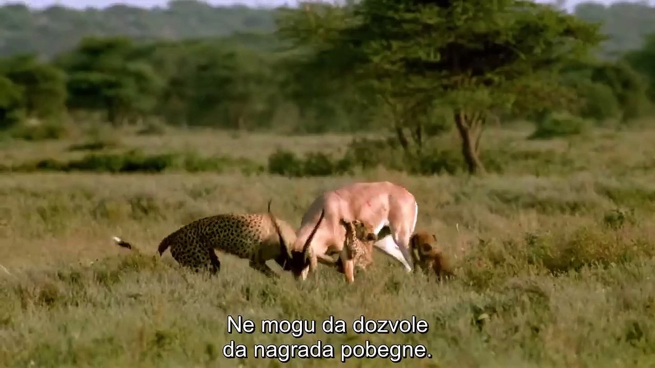 Gazela i gepard