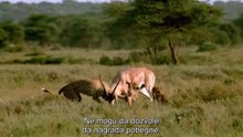 Gazela i gepard