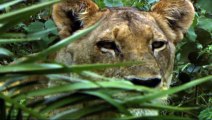 Lioness hunt buffalos لبؤة يصطاد جاموس