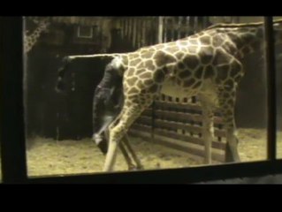 Uno más en la familia del Zoo Aquarium de Madrid