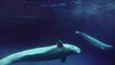 Captive beluga whales from China make epic journey to Iceland sanctuary