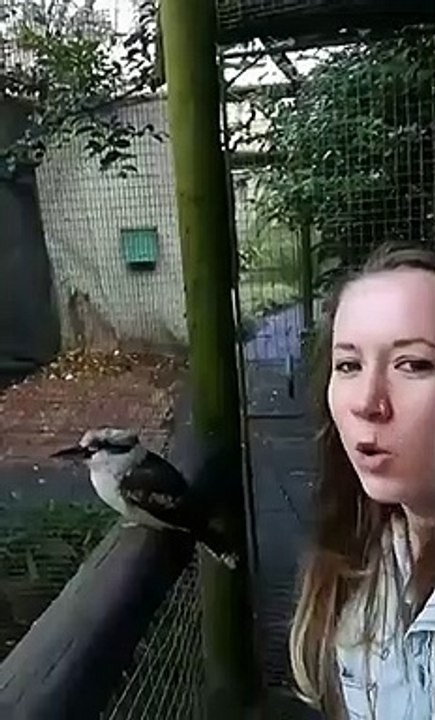 Bird Kookaburra is amazing in copying