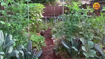 ಈ ಆಫ್ರಿಕನ್ ಕೀಟವು ಕೊಡಗು ಜಿಲ್ಲೆಯ ಬೆಳೆಯನ್ನು ನಾಶಪಡಿಸುತ್ತಿದೆ