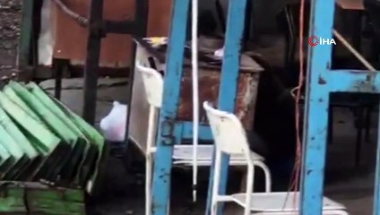 Sarıkamış’ta ayı inşaat bekçisini çıldırttı; “Hele bak, hele hiç beni takıyor mu?”