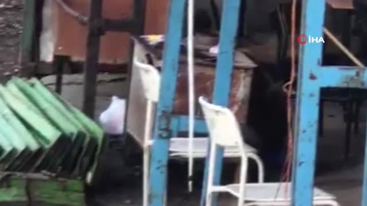 Sarıkamış'ta ayı inşaat bekçisini çıldırttı; "Hele bak, hele hiç beni takıyor mu?"