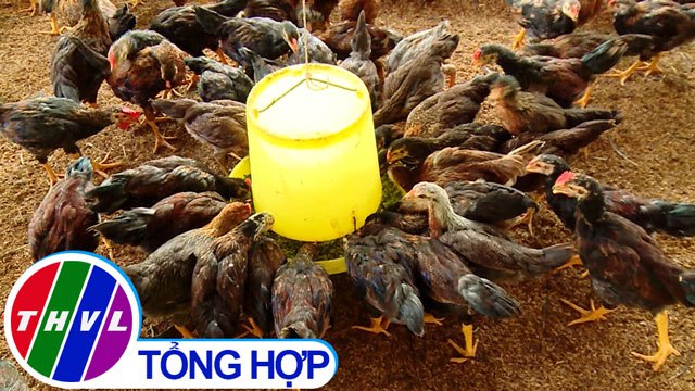 THVL | Nông nghiệp bền vững: Nuôi gà an toàn sinh học