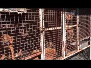 충남 서산 1000마리 대형 개농장