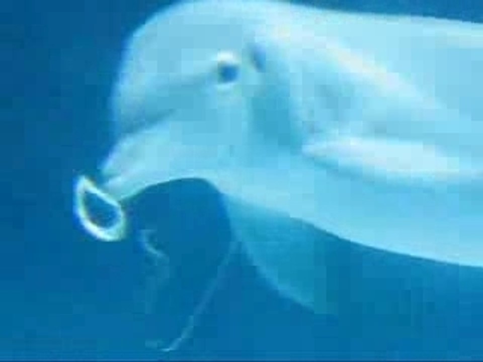 Un dauhin joue avec des bulles d'air