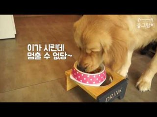 [애니쿠킹] 반려견 수제간식 '단호박 아이스크림' 만들기