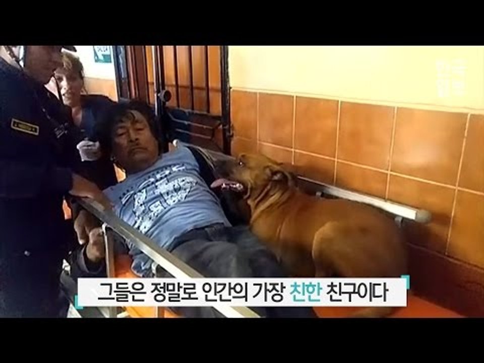 페루 - 주인을 지킨 개