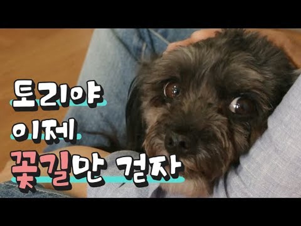 [NOW] 우리 토리, 이제 꽃길만 걷자