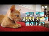 [Animal] 열차 안에 고양이 카페가 생겼다고?