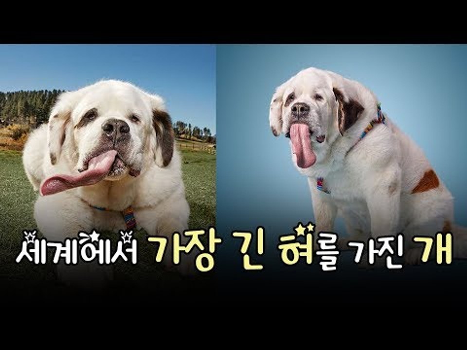 [NOW] 세계에서 가장 긴 혀를 가진 강아지의 혀 길이는?