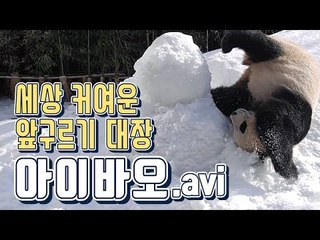세상 커여운 앞구르기 대장 아이바오.avi [애니멀]
