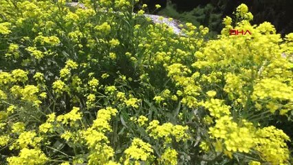 RİZE EN RENKLİ YAYLAYA ZİYARETÇİ AKINI