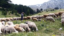 Yarım asırdır aynı yaylaya göçüyorlar - KONYA