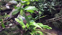 Finding and cooking crabs in the forest for food