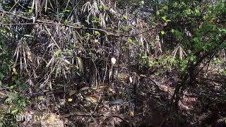 Primitive Times - Amazing eel trap putting in the jungle river - Primitive Technology