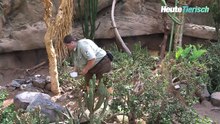 Zwei neue Rüsselspringer-Babys im Wüstenhaus