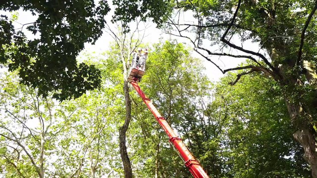 Découpe d arbres morts près du kiosque aux Bosquets à Lunéville