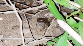 Primitive Times - Frogs at night in the jungle river - Real life