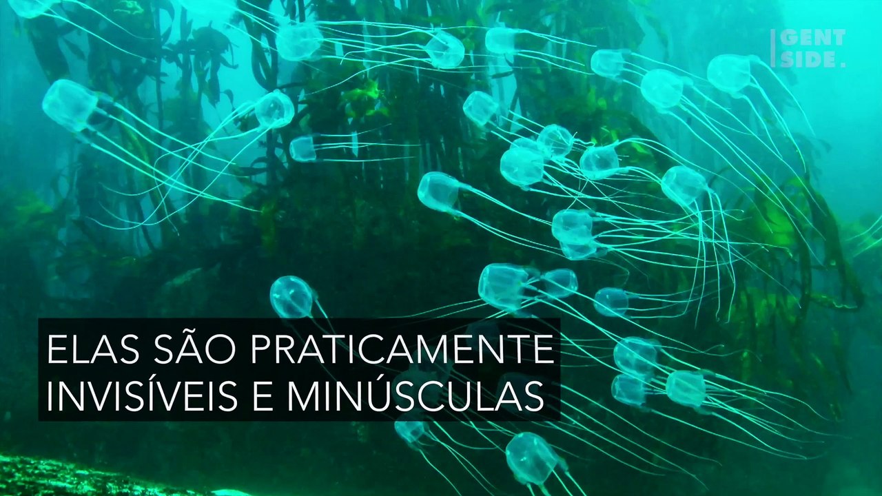 Qual o ser vivo mais letal do mundo?