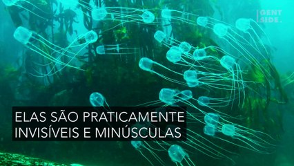 Qual o ser vivo mais letal do mundo?