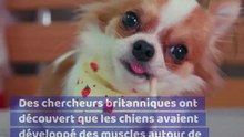 Pourquoi les yeux des chiens nous font craquer #chienmignon