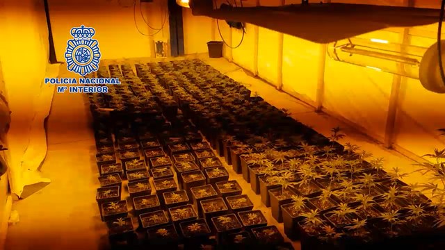 Policía desarticula una organización dedicada al cultivo de marihuana