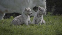Tigres blancos y sus crías en Sendaviva