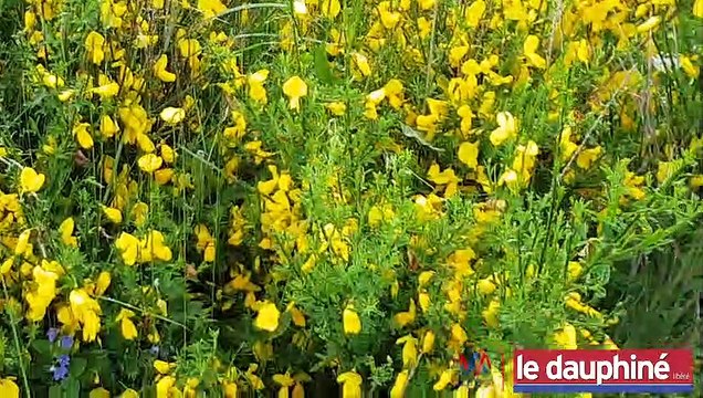 Mazon l’Abbaye a remporté le concours Prairies Fleuries l’an passé