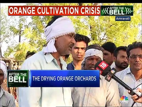 Drought damages nearly 60% of orange orchards in Vidarbha, forces farmers to cultivate other crops