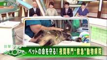 深夜の動物救急病院