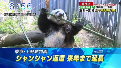 シャンシャンあと1年上野に！ 2019.5