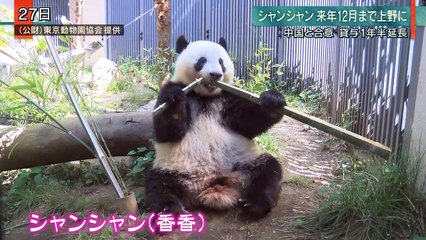 シャンシャンあと1年上野に！　2019.5