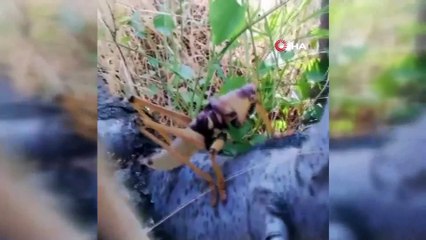 - Dev çekirge bu kez Batman'da görüldü