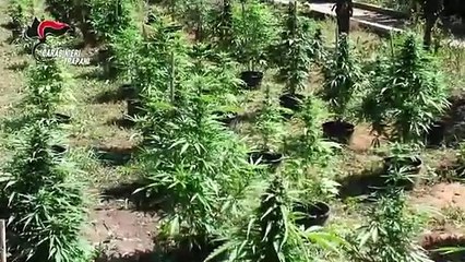 Tải video: Marsala (TP)  Piantagione di marijuana, 4 arresti (25.06.19)