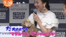 えあろうぃーぶ　2019.6