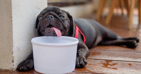 Comment bien protéger ses animaux de la chaleur lors de la canicule ?