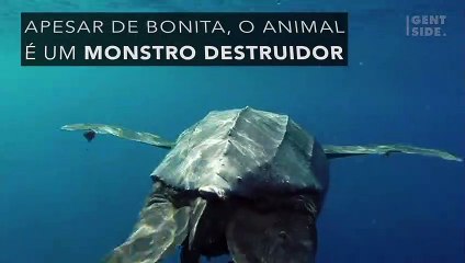A tartaruga Luth esconde a boca mais assustadora do mundo