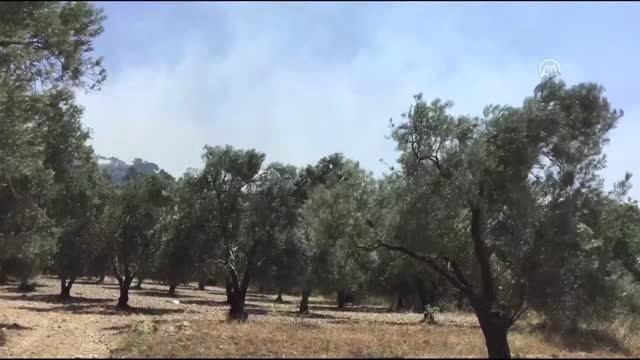 Ormanlık alanda çıkan yangına müdahale ediliyor