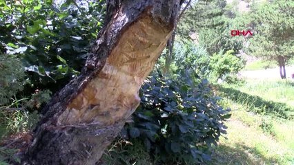 TOKAT YAYLADAKİ ÇAM AĞAÇLARININ OYULMASI TEPKİ ÇEKTİ