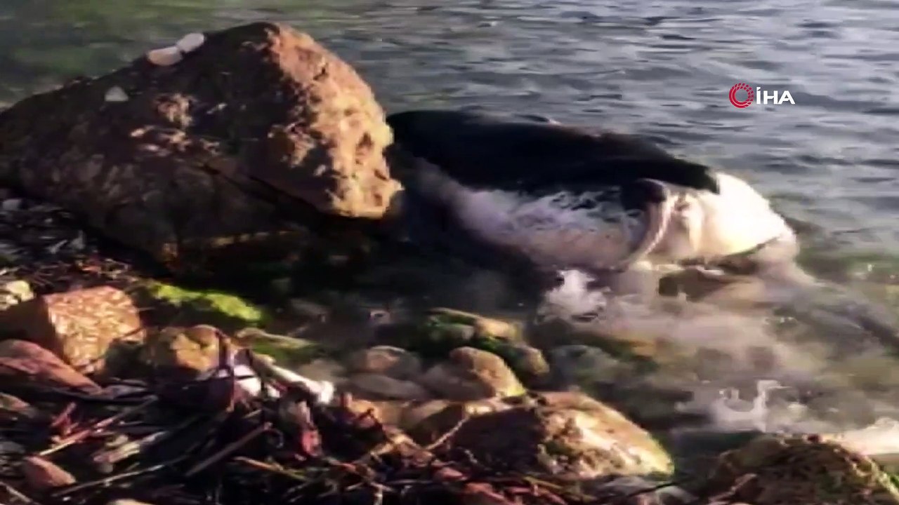 Kastamonu sahiline ölmüş büyükbaş hayvan vurdu