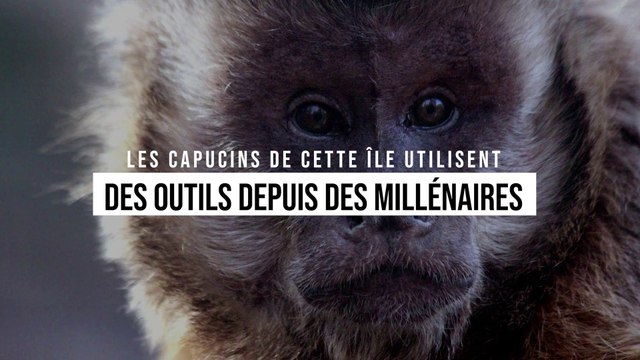 Les capucins de cette île utilisent des outils depuis des millénaires