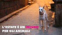 Francia: record per l'abbandono di animali #NonAlAbandon
