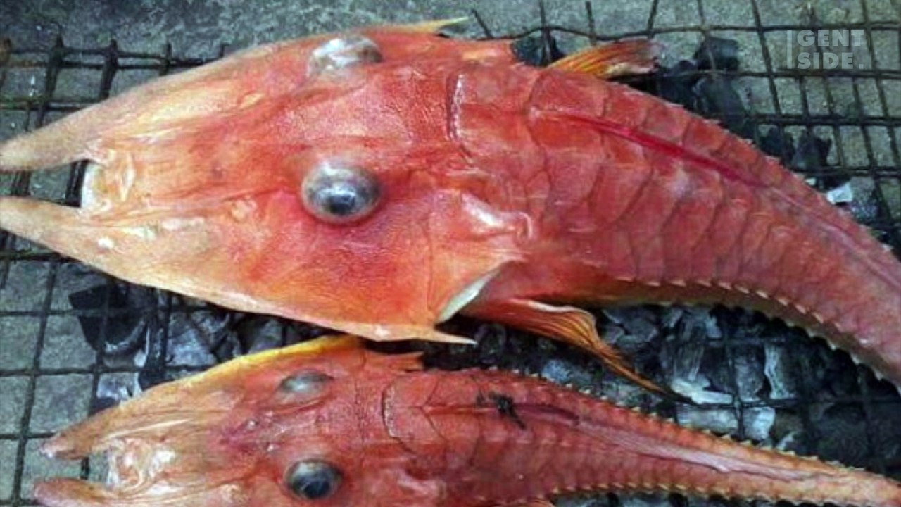 Ele puxou essa criatura para fora d'água e então notou algo muito estranho