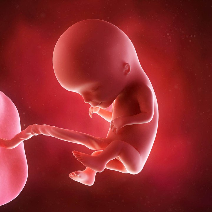 Embryonale und fetale Entwicklung: 1. Trimester