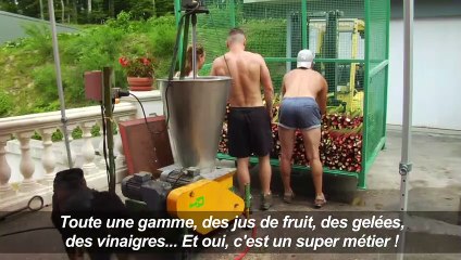 Le "vin" de rhubarbe, des Vosges aux palaces parisiens