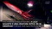 Uma lula gigante filmada pela primeira vez em águas americanas (VIDEO)